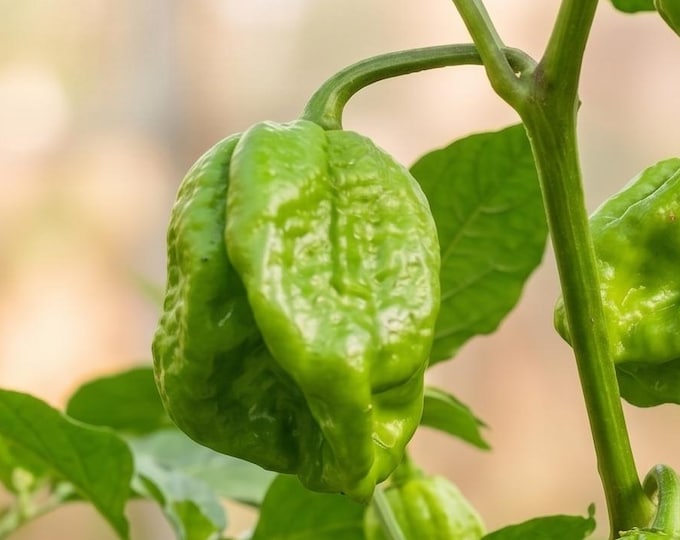 Naga Ghost Chilli Pepper Seeds | Bhut Jolokia Super Hot 10 Seeds