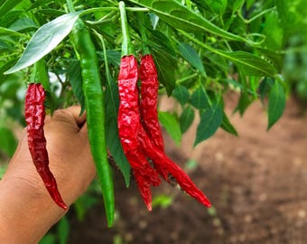 Extreme Hot Green Chilli Seeds | Heirloom Vegetable Garden Planting (20 Seeds)