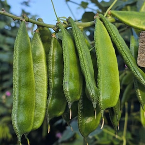 May include: Close-up of fresh, green hyacinth beans hanging from a branch. The beans are elongated with a slightly textured surface and a pointed tip. The background is blurred, suggesting an outdoor setting.