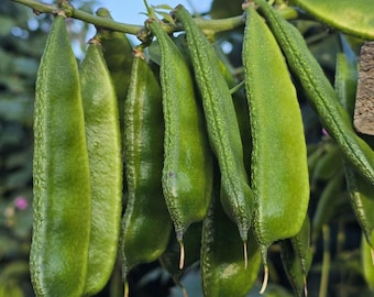 Hyacinth Bean|Shim|Sheem 8 Seeds Very High Yielding Indian Bangladeshi