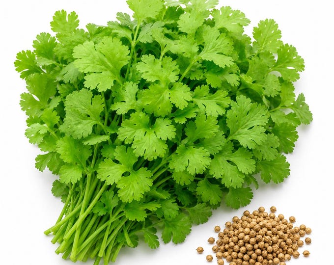 Organic Coriander (Cilantro / Dhania) Seeds — 300+ Heirloom, Non-GMO Culinary Herb Seeds