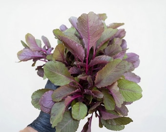 Amaranth Lal Shak Spinach 300 Seeds Heirloom Non-GMO Vegetable Garden