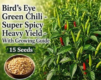 The Cabai Burung Putih - A Hot White Birds Eye Chilli 15 Seeds - AUS Grown!