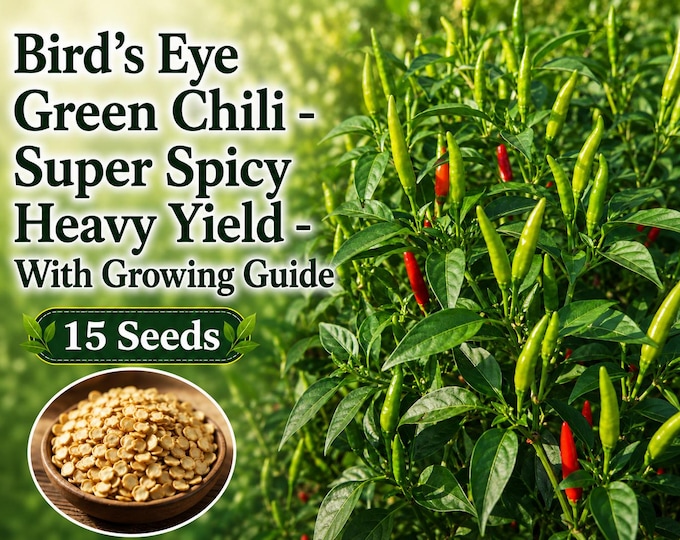 The Cabai Burung Putih - A Hot White Birds Eye Chilli 15 Seeds - AUS Grown!
