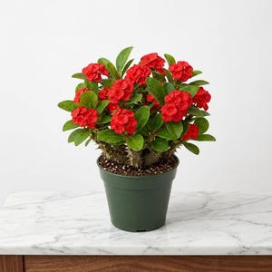 May include: A potted plant with vibrant red flowers and green leaves. The plant is in a dark green pot, sitting on a white marble surface. The flowers are clustered together, creating a full and lush appearance.