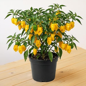 May include: A potted habanero pepper plant with bright yellow peppers and green leaves. The plant is in a black plastic pot, sitting on a light wood surface. The peppers are a vibrant yellow color, and the leaves are a deep green.