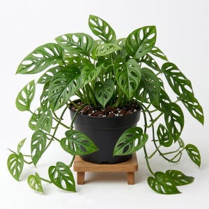 May include: A vibrant green Monstera Adansonii plant with unique hole-filled leaves, potted in a black container. The plant sits on a small, natural wood plant stand against a white background. The plant's leaves cascade down.