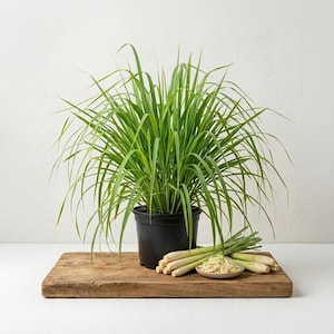 May include: A potted lemongrass plant with long, green blades. Several stalks of lemongrass and a small bowl of sliced lemongrass sit on a wooden cutting board. The plant is in a black pot.