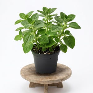 May include: A potted green plant with textured leaves, set in a black plastic pot. The plant sits on a small, round, wooden plant stand with three legs. The background is plain white.