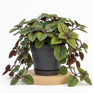 May include: A potted plant with green and burgundy leaves. The plant is in a dark gray pot, sitting on a round wooden base. The leaves have a textured appearance, and the plant has a full, cascading shape. The background is white.
