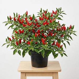 buy coca plant Buy Coca