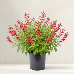 May include: A potted plant with vibrant red flowers and green foliage. The plant is in a black plastic pot, set against a neutral background. The flowers are long and tubular, adding a pop of color.