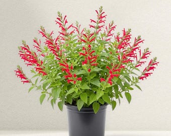 Set 2 Pineapple Sage Live Plants 4-6 Inch Tall, Salvia Elegans, Easy Grow Fragrant Herb for Garden 4 Inch Pot, No Ship CA