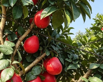 Grafted Thai Perfume Red Pomelo Tree, Bare Root Pomelo Sapling, Sweet Juicy Red Flesh Pomelo, Fast Growing Tropical Fruit Tree