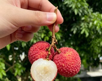 Seedless Lychee Tree Sapling, Bare Root Tropical Fruit Plant, Hardy Perennial Orchard Tree