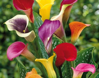 Bulbes de lys calla, couleurs mélangées, jardin, terrasse, plantation d'intérieur