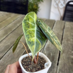 Alocasia Nairobi Nights