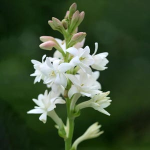 May include: A tall, vertical stalk of tuberose flowers featuring multiple layers of bright white, star-shaped petals. The stem is a light green, and the top of the plant displays several unopened, pale pink-tinged flower buds in a cluster.