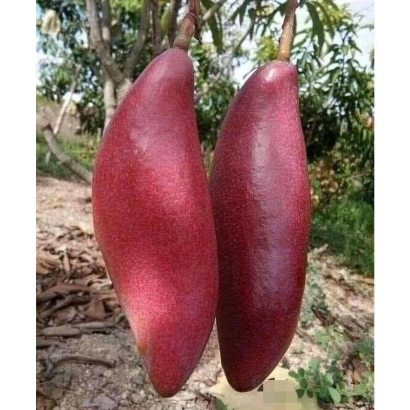 Red Ivory Mango Tree Seeds: Perennial Fruit Plant for Outdoor Garden - Etsy