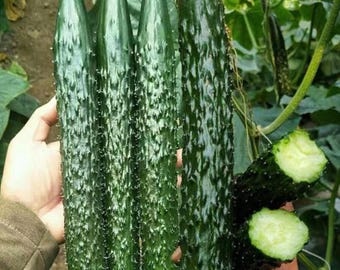 50 semillas de pepino largo Suzuki asiático, no transgénicas, para cultivo en enrejados exteriores en jardines domésticos.