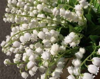 Traditional Lily of the Valley Seeds, Fragrant Blue Perennial Herb, Outdoor Garden Balcony Planting