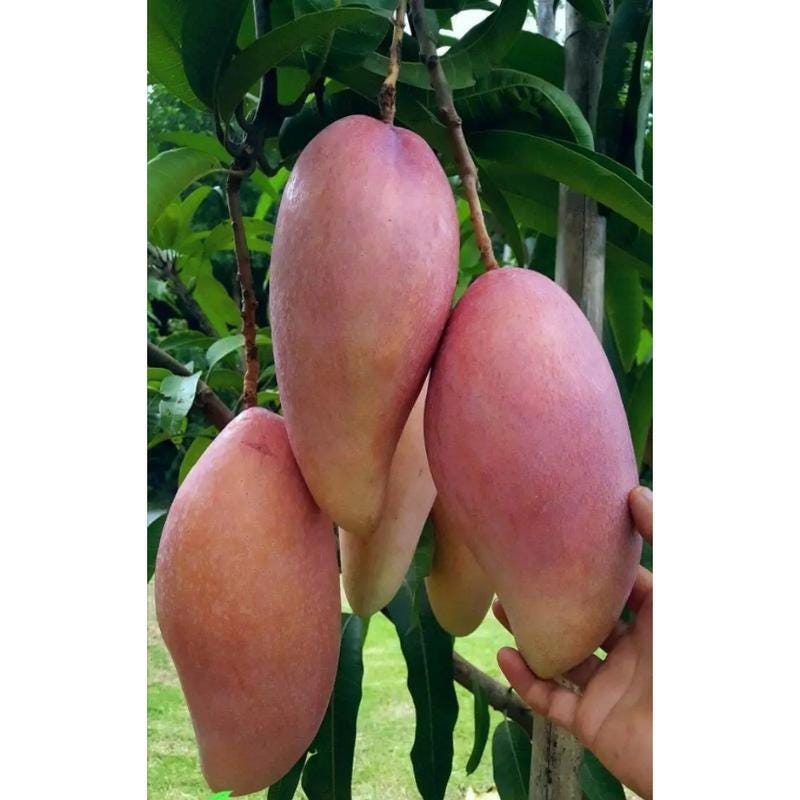 Red Ivory Mango Tree Seeds: Perennial Fruit Plant for Outdoor Garden - Etsy