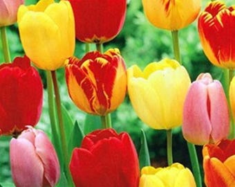Bulbos de tulipán surtidos de primera calidad (47 unidades): impresionantes plantas perennes rojas, amarillas y rosas para una hermosa exhibición en el jardín.