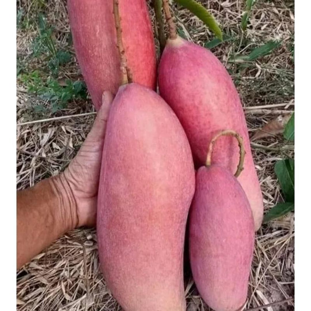 Rare Mango Tree Seeds: Red Ivory Variety, Perennial Fruit for Outdoor ...