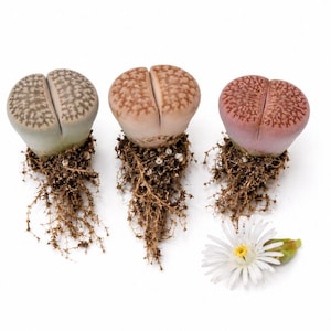 May include: Three Lithops succulents with exposed brown root systems, featuring distinct color variations of grey-green, light tan, and reddish-pink with textured patterns on their tops, accompanied by a single white daisy-like flower.