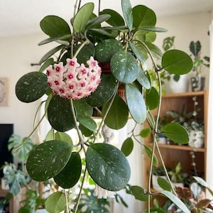 May include: A Hoya plant with thick, dark green, oval-shaped leaves featuring light silver speckling. A cluster of star-shaped, pale pink flowers with deep red centers blooms from the center of the trailing vines, hanging from a decorative planter.
