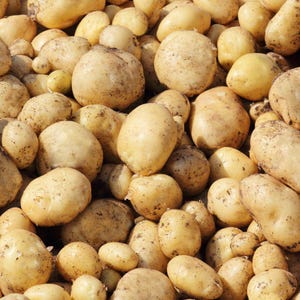 May include: A large collection of raw, unwashed potatoes with light yellow skin. The potatoes vary in size and shape, featuring small patches of dark soil and natural textures across their surfaces. They are piled together in a dense, uniform group.