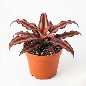 Cryptanthus Ruby Star Live Plant in 3 Inch Pot, Pink Red Earth Star Bromeliad for Indoor Container and Plant Collection