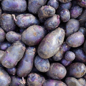 May include: A collection of raw purple potatoes with dark, smooth, and slightly textured skins. The potatoes vary in size and shape, displaying deep violet and indigo hues with small patches of dirt and natural surface irregularities throughout.