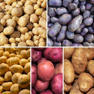 May include: A collage of five distinct potato varieties, including light yellow, deep purple, golden brown, and vibrant red skins, showcasing a diverse collection of raw, unpeeled tubers arranged in a grid of separate rectangular sections.