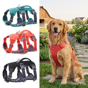 Op de afbeelding: Een set van drie verstelbare hondentuigjes in groenblauw, oranje en zwart, elk voorzien van een handvat aan de bovenkant, grijze plastic gespen en donkergrijze banden. Een golden retriever draagt het oranje tuigje buiten.