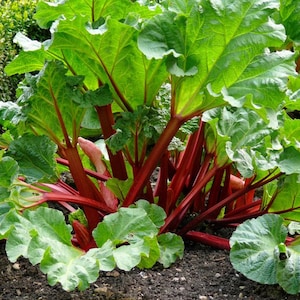 May include: A vibrant rhubarb plant growing in soil, featuring large, broad, crinkled green leaves with prominent veins and thick, smooth, bright red stalks that extend from the base of the plant into the foliage above.