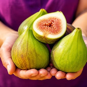 10 Desert King Fig Cuttings, Hardy Fig Tree, Large Green Fruit