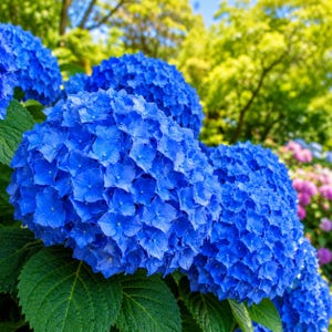 以下が含まれることがあります： 鮮やかな青いアジサイの花が、大きな丸い房状に集まっています。それぞれの花は、4枚の花びらを持つ小さな花が密集して構成されています。房の周りには、幅の広いギザギザした緑色の葉がついています。