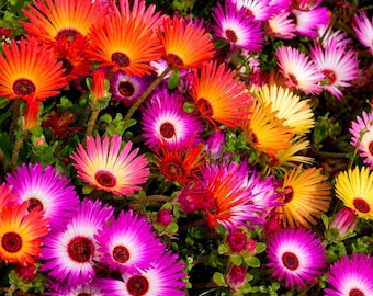 1000 semillas de Delosperma Cooperi, planta tapizante resistente a la sequía, flores perennes.