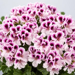 White Purple Geranium Seeds, 10 Perennial Flower Seeds, Cottage Garden Flowers, Pollinator Friendly Plant