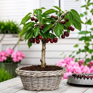 May include: A small cherry tree with vibrant green leaves and numerous ripe, dark red cherries growing from its branches. The tree is planted in a round, light grey woven wicker basket filled with dark soil, sitting on a wooden surface.