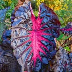 Colocasia Redemption Plant Live for Planting, Redemption Elephant Ear Plant, Well-Rooted 4 to 6 Inch Tall for Outdoor Garden Bild 6