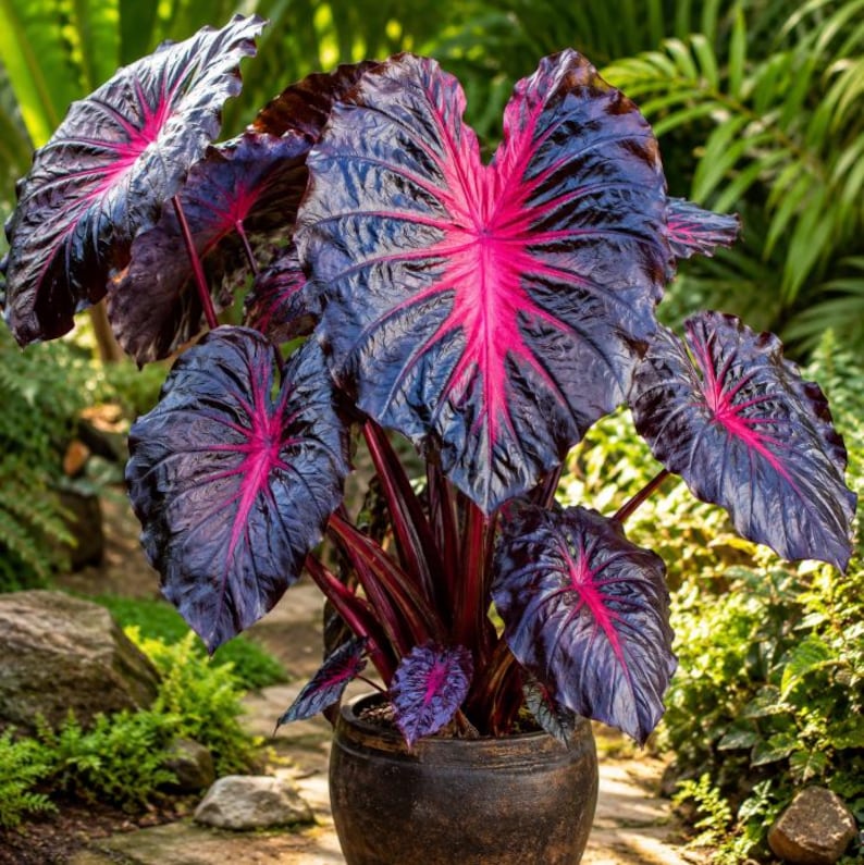 K&ouml;nnte beinhalten: Eine Colocasia-Pflanze im Topf mit gro&szlig;en, herzf&ouml;rmigen Bl&auml;ttern in tiefem Dunkelviolett bis Schwarz und leuchtend pinken Adern, die von der Mitte ausstrahlen. Die Pflanze steht in einem runden, strukturierten, dunkelbraunen Keramiktopf.