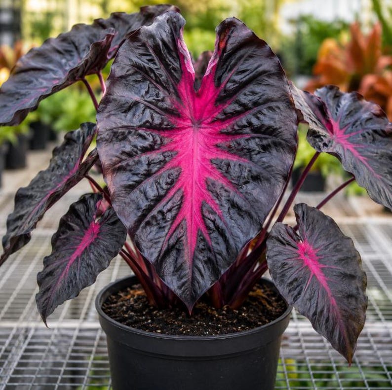 K&ouml;nnte beinhalten: Eine Colocasia-Pflanze im Topf mit gro&szlig;en, herzf&ouml;rmigen Bl&auml;ttern in einer tiefdunklen violetten bis schwarzen Farbe. Jedes Blatt zeigt ein markantes, leuchtend magentafarbenes Adernmuster, das von der Mitte zu den gewellten, texturierten R&auml;ndern strahlt.