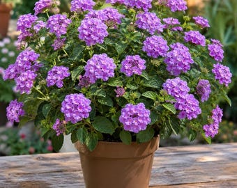 Purple Lantana Live Plant, Fragrant Lantana Flowers Perennial Plant for Home Garden 4 to 6 Inch Tall