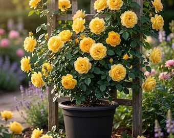 Golden Yellow Climbing Rose Live Plant - Heirloom Rose Plant Live for Planting - Fragrant Flowers Well Rooted Plant 4 to 6 Inch Tall