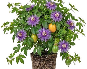 Passiflora Incarnata Maypop Live Plant, Passiflora Incarnata Plant, Purple Passion Fruit Plant for Garden 4 to 6 Inch Tall