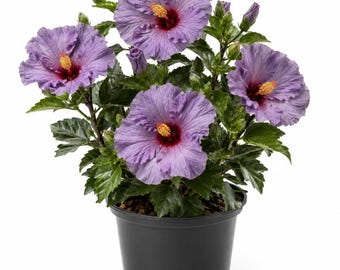 Hibiscus Bleu Brulé Spice Island Live Plant 4-6 Inch Tall, Tropical Flowering Hibiscus Plant for Home Garden, No Ship TX