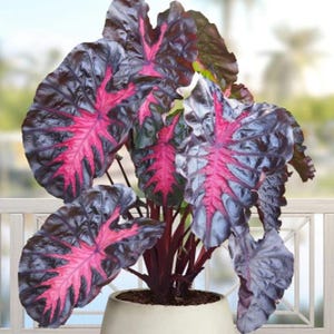 K&ouml;nnte beinhalten: Eine Alocasia-Pflanze im Topf mit gro&szlig;en, herzf&ouml;rmigen Bl&auml;ttern in einer tiefdunklen violetten bis schwarzen Farbe und leuchtend pinken Adern, die von der Mitte ausstrahlen. Die Pflanze hat dicke, dunkelrot-violette Stiele in einem hellen Topf.