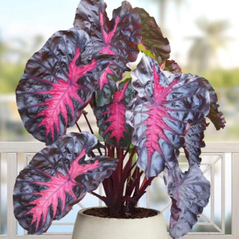 K&ouml;nnte beinhalten: Eine Alocasia-Pflanze im Topf mit gro&szlig;en, herzf&ouml;rmigen Bl&auml;ttern in einer tiefdunklen violetten bis schwarzen Farbe und leuchtend pinken Adern, die von der Mitte ausstrahlen. Die Pflanze hat dicke, dunkelrot-violette Stiele in einem hellen Topf.